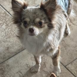 Maverick - Merle male Chihuahua puppy in Austin, Indiana from Dog Bones N Harmony