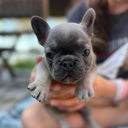 Blue and tan (Yellow collar)(Truly x Drip) - Tricolors male French Bulldog puppy in Gulf Breeze, Florida from SW Frenchies