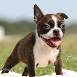AKC 'Decon' - Brindle and white male Boston Terrier puppy in Lamar, Missouri from Marti Acres ~ Boston Terrier & Beagles