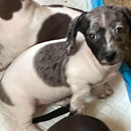 Dachshund and Great Pyrenees Puppies from Show Us The Way Homestead