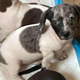 Dachshund and Great Pyrenees Puppies from Show Us The Way Homestead