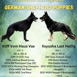 German Shepherd puppies from Haus Atreus German Shepherds