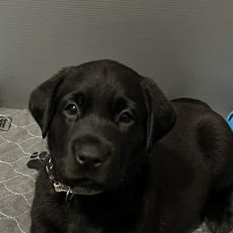 Labrador Retriever Puppies from Outlaw Ridge Kennels