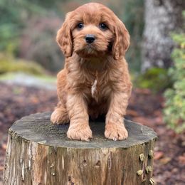 Cavapoo, Maltipoo, and Poodle Puppies from My Sweet Poodles and Doodles