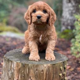 Cavapoo, Maltipoo, and Poodle Puppies from My Sweet Poodles and Doodles