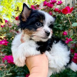 Seraphina - Black tan and white female Biewer Terrier puppy in Iva, South Carolina from Petit Bijou