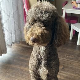 Nala - Goldendoodle