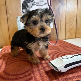 Boy 8 - Parti male Yorkshire Terrier puppy in Bear Creek, North Carolina from Yorkie Time
