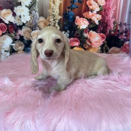 Valarie - Cream female Dachshund puppy in Mountainburg, Arkansas from Charisma Dachshunds