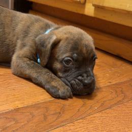 Blue Collar Male - Chestnut brindle male Cane Corso puppy in Jasper, Alabama from C&M Cane Corso