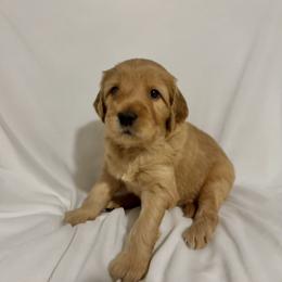 Comet: Medium Goldendoodle, Male, Ready Jan 19 - Apricot male Goldendoodle puppy in Johns Island, South Carolina from Golden Doodlebugs