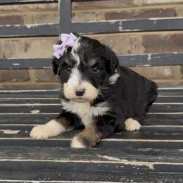 Daisy - Black tri-color female Aussiedoodle puppy in Cartersville, Georgia from Simply Blessed Doodles