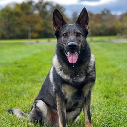 Zuko - German Shepherd