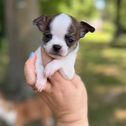Heartbreaker - White male Chihuahua puppy in Holt, Michigan from My Crzy Chihuahuas