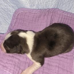 Patagonia - Blue merle female Border Collie puppy in Chino Valley, Arizona from Dog Pond Border Collies