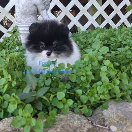 Forest - Black parti male Pomeranian puppy in Oologah, Oklahoma from GG's Pomeranians