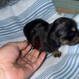 Longhair black and tan male ready Oct 15 - Black and tan male Dachshund puppy in Manteca, California from Sweet and Low Dachshunds