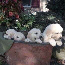 Golden Retriever and Miniature Schnauzer Puppies from Mervar Kennel