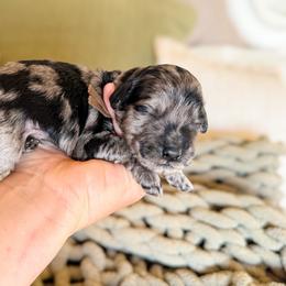 Meadow - Blue merle male Bernedoodle puppy in Fort Collins, Colorado from Front Range Family Doodles