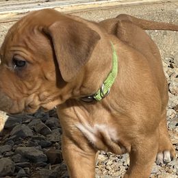 Boy 2 - Rhodesian Ridgeback puppy from Troubadour Ranch