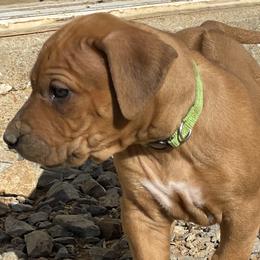 Boy 2 - Rhodesian Ridgeback puppy from Troubadour Ranch