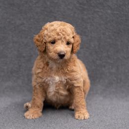 Archie - Red  male Goldendoodle puppy in `Richmond, Virginia from OikiaDoodle