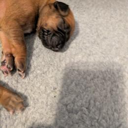 No collar boy - Wheaten male Rhodesian Ridgeback puppy in Middletown, Ohio from Mutare Ridgebacks