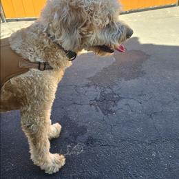 Chewy - Apricot male Saint Berdoodle puppy in Castle Rock, Washington from PNW Saint Berdoodles