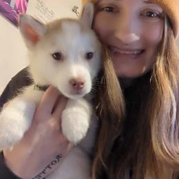 Siberian Husky Puppies from Feazell’s Siberian Huskies