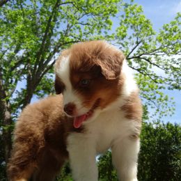 Australian Shepherd Puppies from Sakari Australian Shepherds