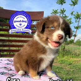 RTF Purple collar - Red tri-color female Australian Shepherd puppy in Greenville, Texas from Amandas Aussies