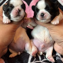 To be Continued - Red and white female Shih Tzu puppy in Central, California from Ling Ling’s Shih Tzu