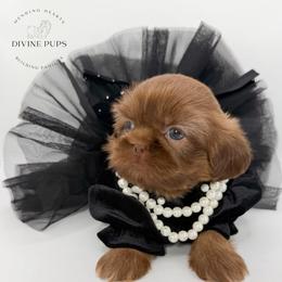 Fara - Liver female Shih Tzu puppy in League City, Texas from Divine Pups