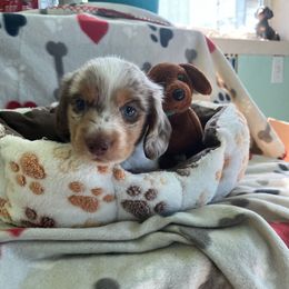 Green - Dapple male Dachshund puppy in Cumby, Texas from Dog Daze Ranch