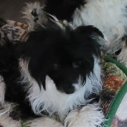 Gidget - Chinese Crested