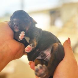 Red boy - Black and tan male Companion Cross puppy in Calimesa, California from Teakwoodpoodleofsocal