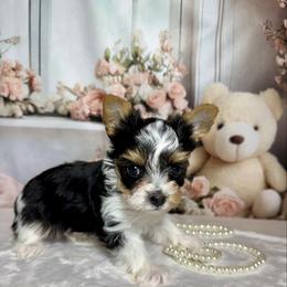 Brody 2150 - Parti male Yorkshire Terrier puppy in Nicholls, Georgia from Southeast Biewers