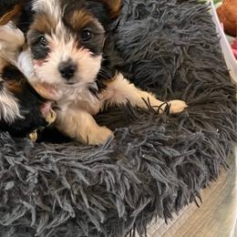 Girl 3 - Black tan and white female Biewer Terrier puppy in Chester, South Carolina from Classic Biewers