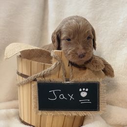 Goldendoodle Puppies from Izzy's Doodles