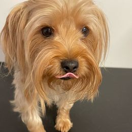 Jazzi - Yorkshire Terrier