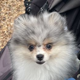 Pomeranians from Wildwood Poms