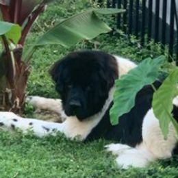 Dakota - Newfoundland
