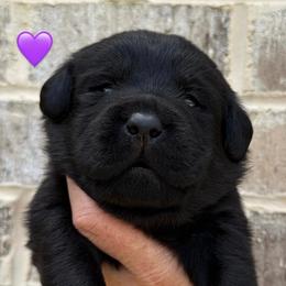 Purple collar - Black female Labrador Retriever puppy in Clinton, Tennessee from Summer Rose