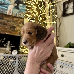 Flynn Rider - Sable male Dachshund puppy in Johnstown, Pennsylvania from Boyer’s Dachshunds