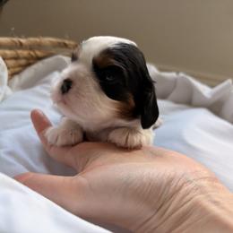 Blossom - Tri-color female Cavalier King Charles Spaniel puppy in Katy, Texas from True Heart Cavaliers llc