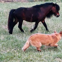 Australian Cattle Dog and French Bulldog Puppies from Sugarloaf French bulldogs and Australian cattle dogs
