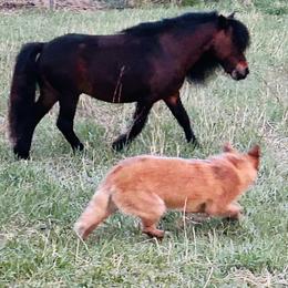 Australian Cattle Dog and French Bulldog Puppies from Sugarloaf French bulldogs and Australian cattle dogs
