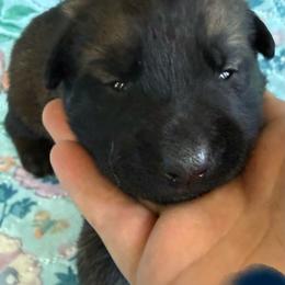 Zazu - Sable male Working Dog Cross puppy in Sheridan, Arkansas from Dark Sky Kennels