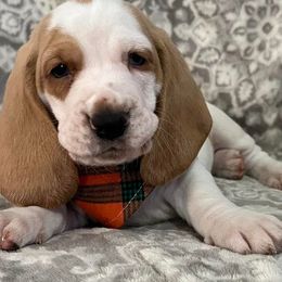 Basset Hound Puppies from Na