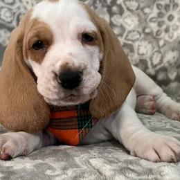 Basset Hound Puppies from Na